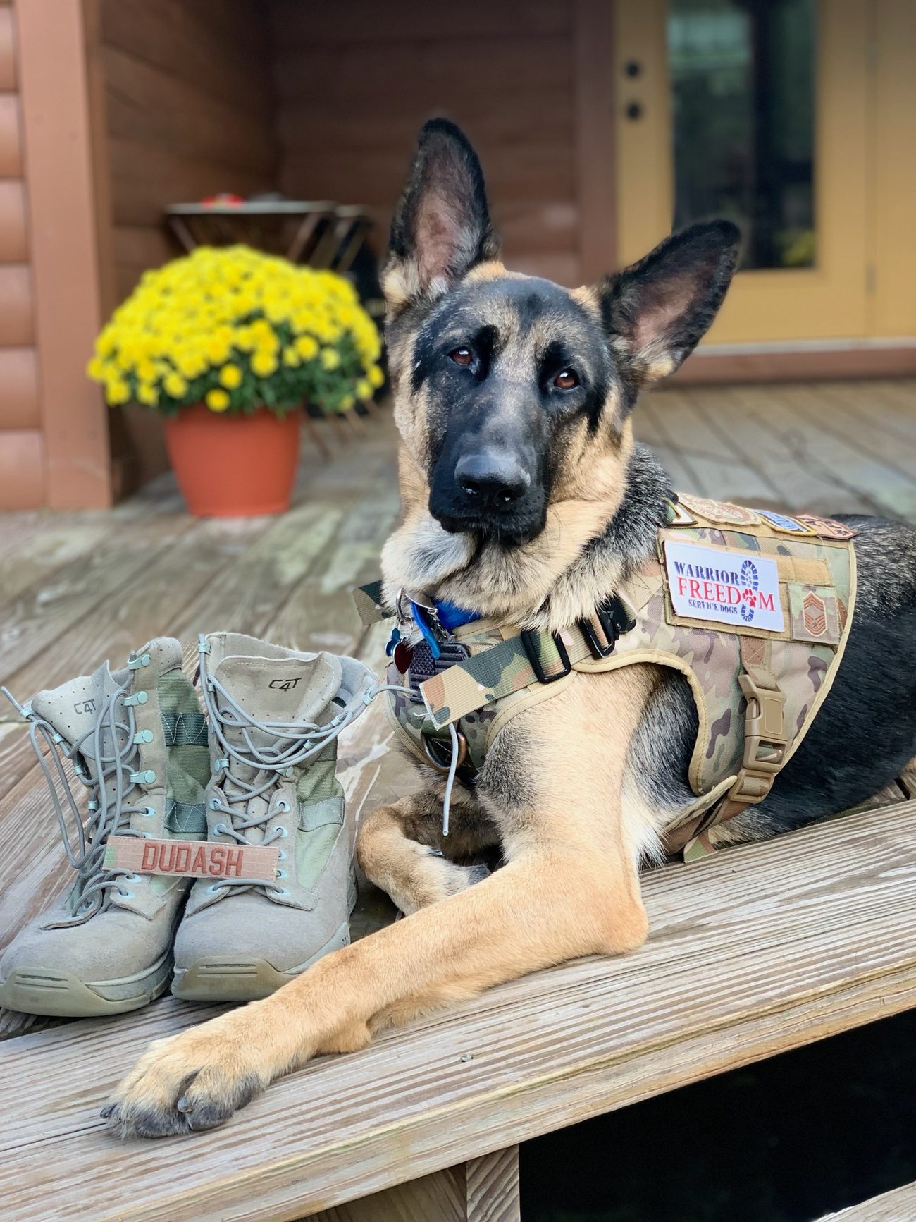 Phantom, a German Shepherd in a Warrior Freedom Service Dogs vest, lying on a porch beside a pair of desert combat boots with DUDASH on the nametape