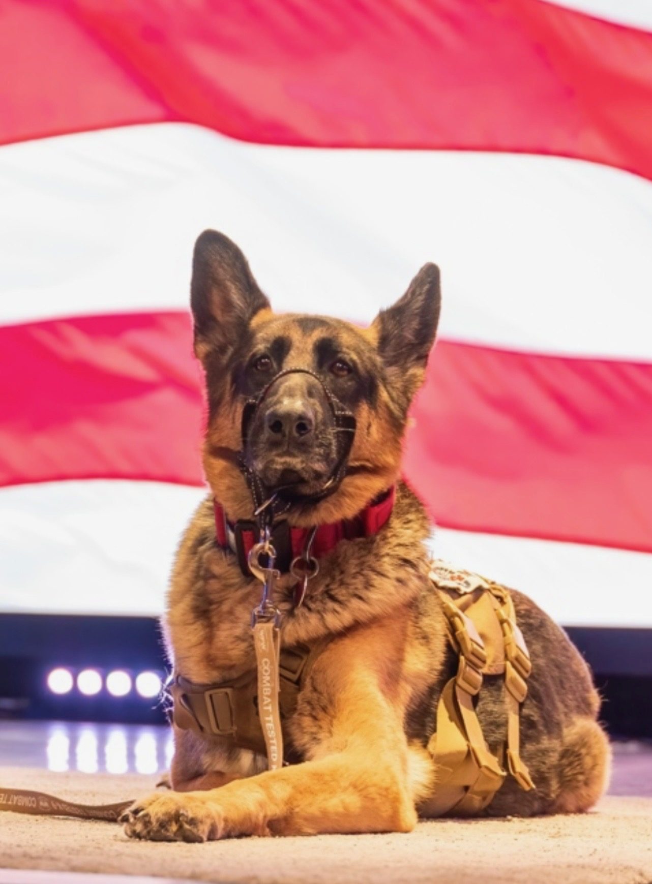 Phantom, in his service harness, sitting in front of a large American flag